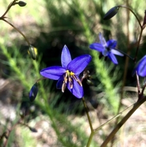 Dianella revoluta var. revoluta at Bruce, ACT - 14 Oct 2020