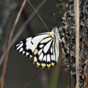 Belenois java at Acton, ACT - 16 Oct 2020