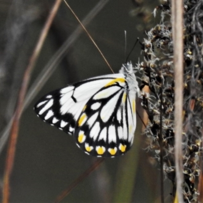 Belenois java (Caper White) at Acton, ACT - 16 Oct 2020 by JohnBundock