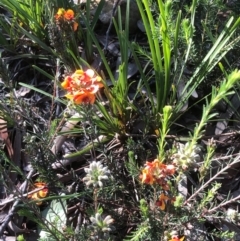 Dillwynia sericea (Egg And Bacon Peas) at Bruce Ridge to Gossan Hill - 14 Oct 2020 by goyenjudy