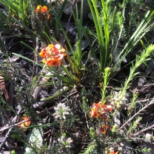 Dillwynia sericea at Bruce, ACT - 14 Oct 2020