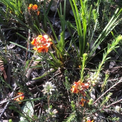 Dillwynia sericea (Egg And Bacon Peas) at Bruce Ridge to Gossan Hill - 14 Oct 2020 by goyenjudy