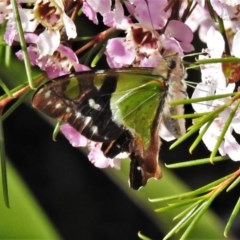 Graphium macleayanum (Macleay's Swallowtail) at Acton, ACT - 15 Oct 2020 by JohnBundock