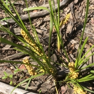 Lomandra filiformis at Bruce, ACT - 14 Oct 2020