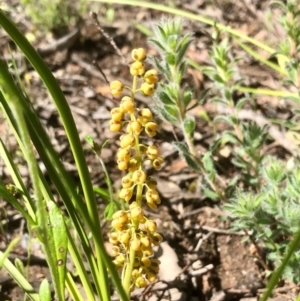 Lomandra filiformis at Bruce, ACT - 14 Oct 2020