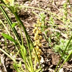 Lomandra filiformis at Bruce, ACT - 14 Oct 2020