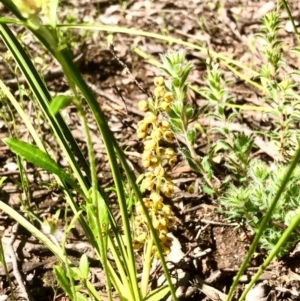 Lomandra filiformis at Bruce, ACT - 14 Oct 2020