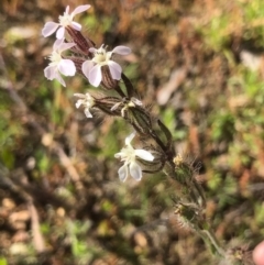 Silene gallica var. gallica (French Catchfly) at Bruce, ACT - 14 Oct 2020 by goyenjudy