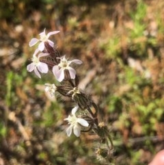 Silene gallica var. gallica at Bruce, ACT - 14 Oct 2020