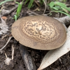 Lentinus arcularius (Fringed Polypore) at Black Range, NSW - 16 Oct 2020 by StephH