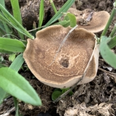 Lentinus arcularius at Black Range, NSW - 16 Oct 2020