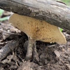 Lentinus arcularius at Black Range, NSW - 16 Oct 2020