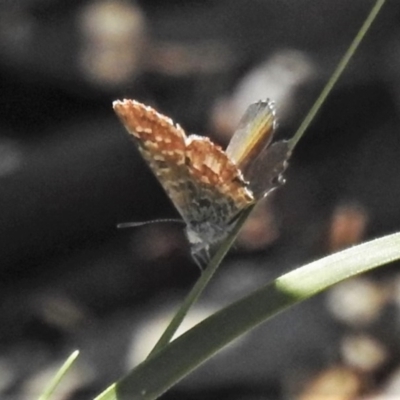 Theclinesthes serpentata (Saltbush Blue) at Black Mountain - 15 Oct 2020 by JohnBundock