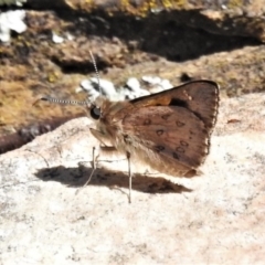 Trapezites phigalia (Heath Ochre) at Watson, ACT - 16 Oct 2020 by JohnBundock