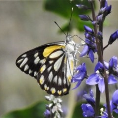 Belenois java (Caper White) at Molonglo Valley, ACT - 16 Oct 2020 by JohnBundock