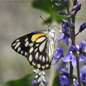 Belenois java at National Arboretum Woodland - 16 Oct 2020 12:49 PM