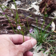 Arthropodium milleflorum (Vanilla Lily) at Black Range, NSW - 16 Oct 2020 by MatthewHiggins