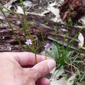 Arthropodium milleflorum at Black Range, NSW - 16 Oct 2020