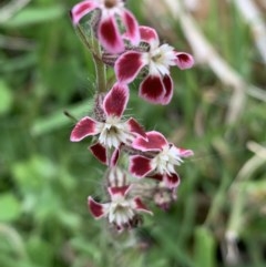 Silene gallica var. quinquevulnera (Five-wounded Catchfly) at Black Range, NSW - 16 Oct 2020 by Steph H