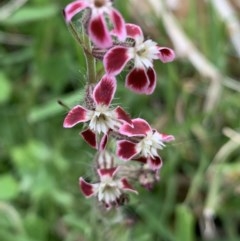 Silene gallica var. quinquevulnera (Five-wounded Catchfly) at Black Range, NSW - 16 Oct 2020 by StephH