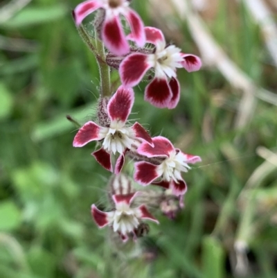 Silene gallica var. quinquevulnera (Five-wounded Catchfly) at Black Range, NSW - 16 Oct 2020 by StephH