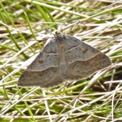 Antasia flavicapitata (Yellow-headed Heath Moth (Oenochrominae)) at Uriarra, NSW - 15 Oct 2020 by JohnBundock