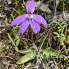 Glossodia major (Wax Lip Orchid) at Jerrabomberra, NSW - 16 Oct 2020 by cherylhodges