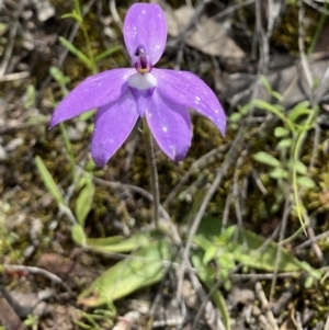 Glossodia major at Jerrabomberra, NSW - suppressed