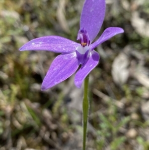 Glossodia major at Jerrabomberra, NSW - suppressed