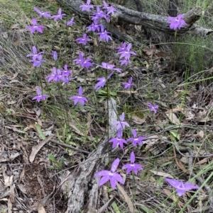 Glossodia major at Jerrabomberra, NSW - suppressed