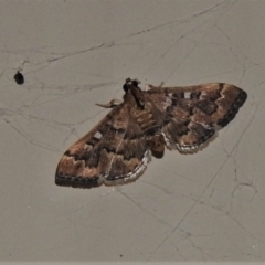 Nacoleia rhoeoalis (A Crambid moth (Spilomelinae) at Wanniassa, ACT - 15 Oct 2020 by JohnBundock