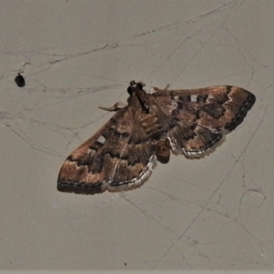 Nacoleia rhoeoalis (A Crambid moth (Spilomelinae) at Wanniassa, ACT - 15 Oct 2020 by JohnBundock