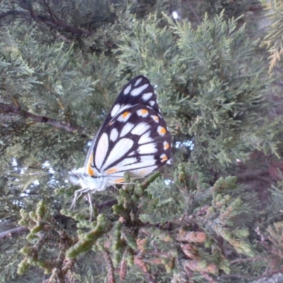 Belenois java (Caper White) at Mitchell, ACT - 16 Oct 2020 by YumiCallaway