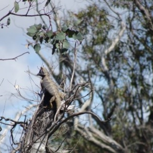 Pogona barbata at Stromlo, ACT - 16 Oct 2020