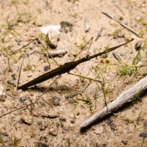 Ranatra sp. (genus) at Fisher, ACT - 16 Oct 2020