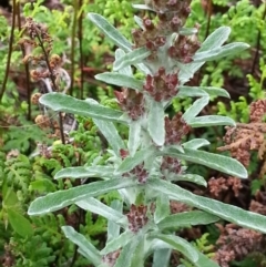 Gamochaeta calviceps (Narrowleaf Purple Everlasting) at Majura, ACT - 16 Oct 2020 by SilkeSma
