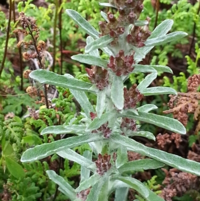 Gamochaeta calviceps (Narrowleaf Purple Everlasting) at Mount Ainslie - 15 Oct 2020 by SilkeSma