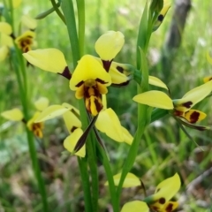 Diuris sulphurea (Tiger Orchid) at Little Taylor Grasslands - 15 Oct 2020 by RosemaryRoth