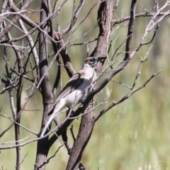 Philemon citreogularis (Little Friarbird) at Springdale Heights, NSW - 15 Oct 2020 by PaulF