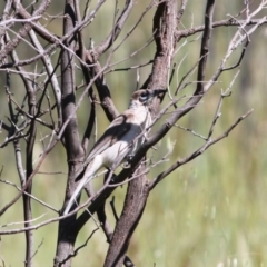 Philemon citreogularis (Little Friarbird) at Albury - 15 Oct 2020 by PaulF