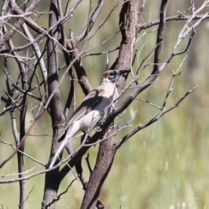 Philemon citreogularis at Springdale Heights, NSW - 16 Oct 2020