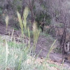 Austrostipa densiflora (Foxtail Speargrass) at Majura, ACT - 16 Oct 2020 by SilkeSma