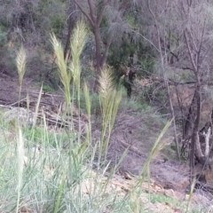 Austrostipa densiflora (Foxtail Speargrass) at Mount Ainslie - 15 Oct 2020 by SilkeSma