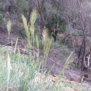 Austrostipa densiflora at Majura, ACT - 16 Oct 2020 09:11 AM