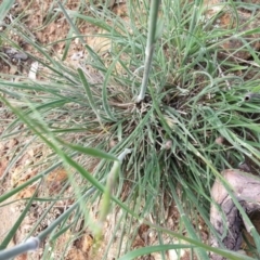 Austrostipa densiflora at Majura, ACT - 16 Oct 2020