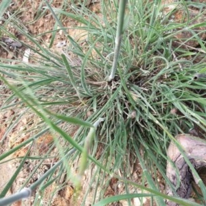 Austrostipa densiflora at Majura, ACT - 16 Oct 2020 09:11 AM