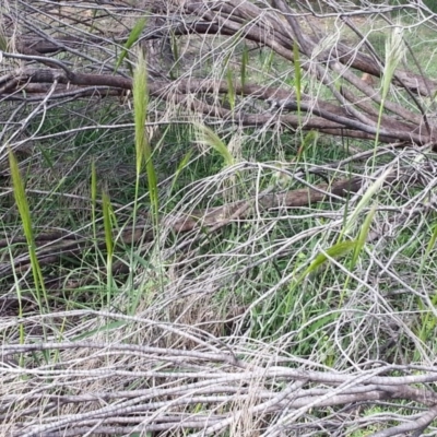 Austrostipa densiflora (Foxtail Speargrass) at Majura, ACT - 15 Oct 2020 by SilkeSma