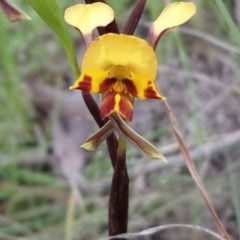 Diuris semilunulata (Late Leopard Orchid) at Little Taylor Grasslands - 16 Oct 2020 by RosemaryRoth
