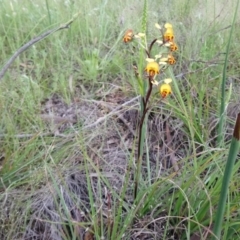 Diuris semilunulata at Kambah, ACT - 16 Oct 2020