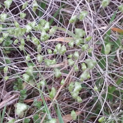 Briza minor (Shivery Grass) at Majura, ACT - 15 Oct 2020 by SilkeSma